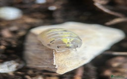Mixed Breed invertebrates for sale: Isopods, Millipedes & Springtails - Image 6