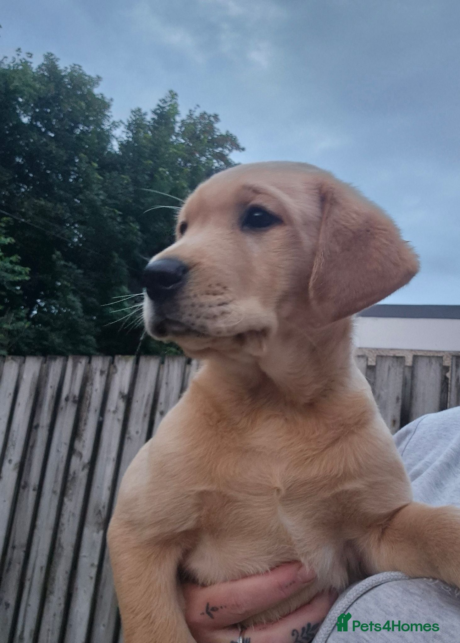 Labrador Retriever dogs Yellow labradors  - Advert 6