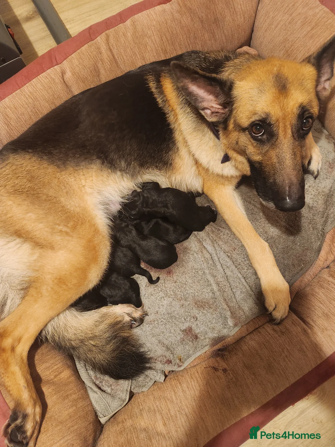 Mixed Breed dogs for sale: Another accidental litter  - Advert 1