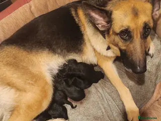 Mixed Breed dogs Another accidental litter - Advert 1