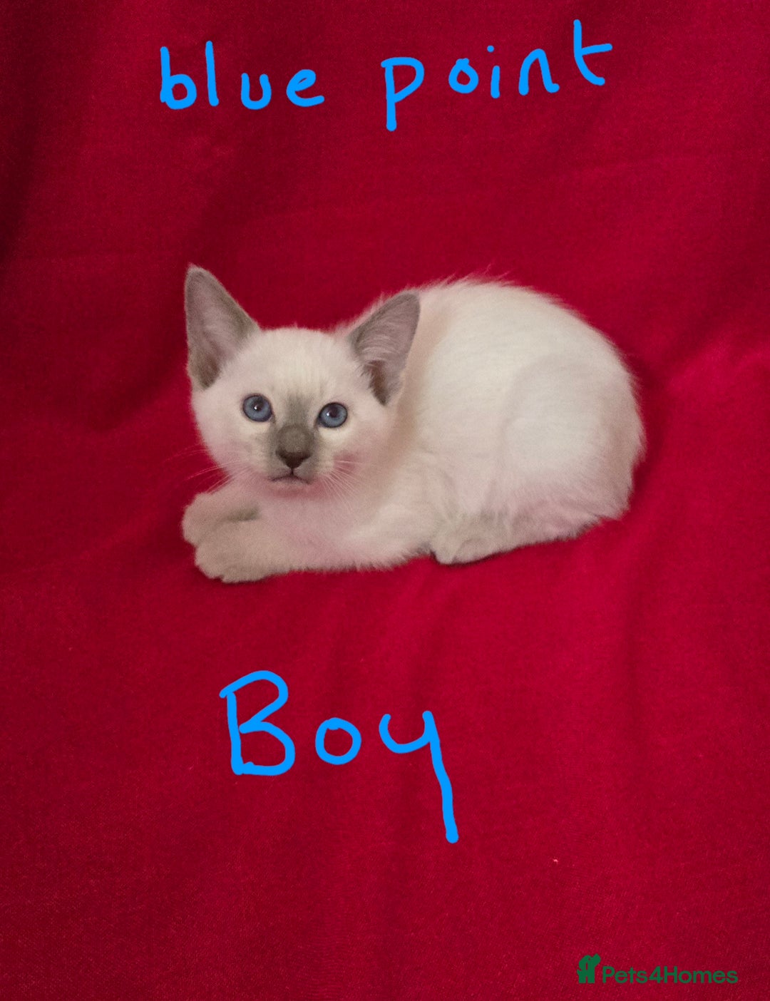 Siamese cats for sale: Beautiful Traditional Siamese Kittens  - Advert 2