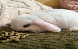 Mini Lop rabbits for sale: Pure white mini Loop female ready to leave!!  - Image 12