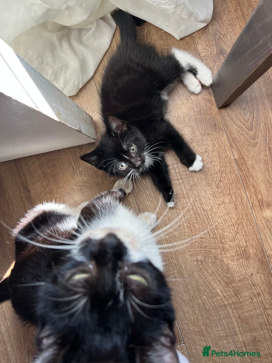 Mixed Breed cats for sale: GORGEOUS BOYS NEEDING HOMES - Image 8