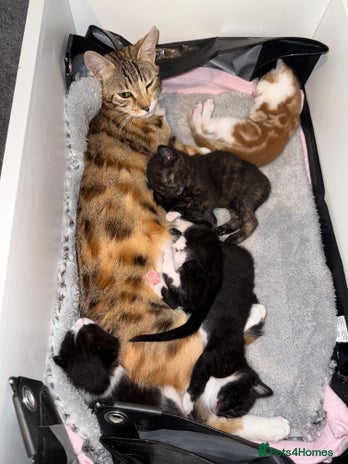 Bengal cats - Advert 2