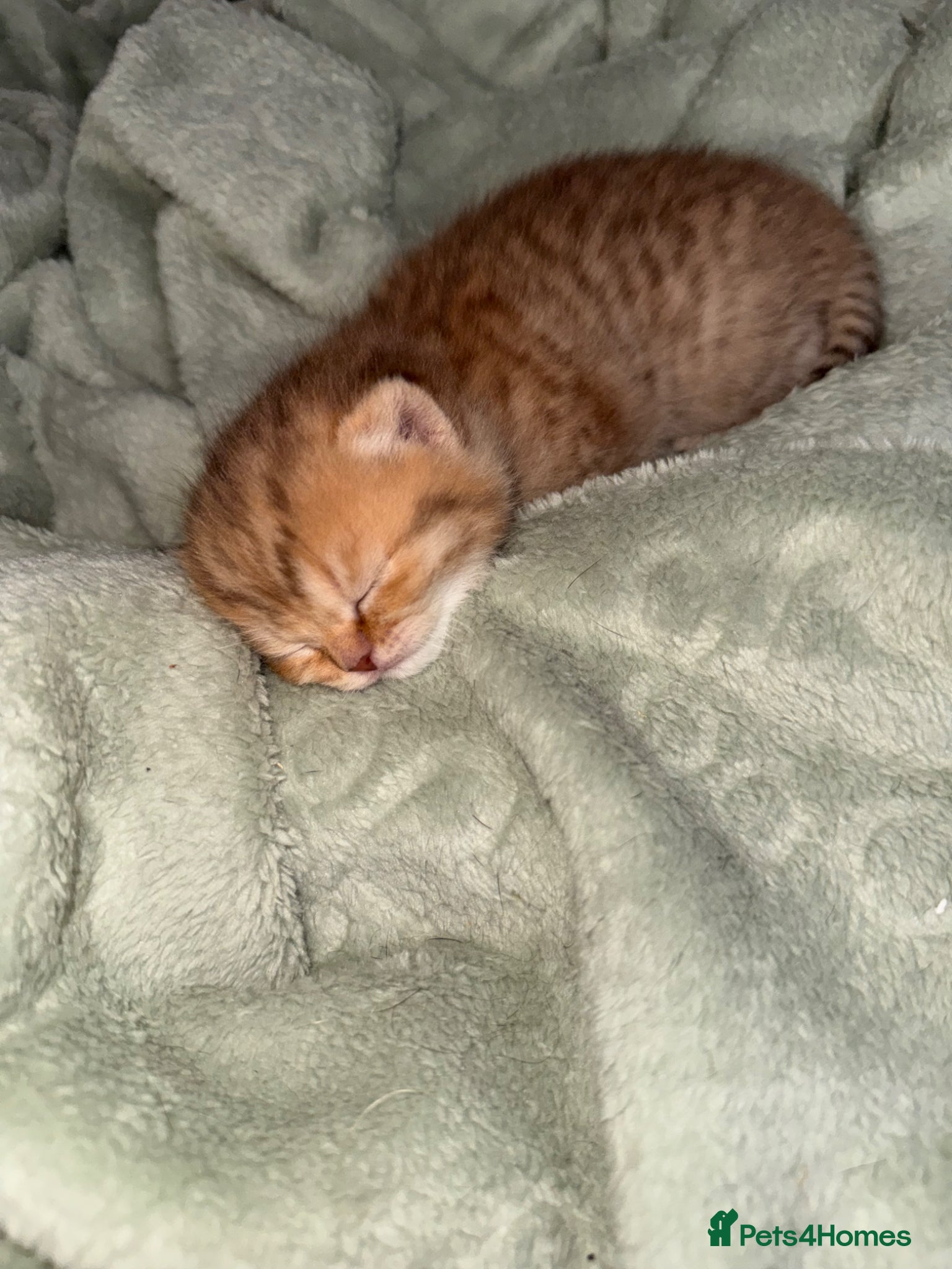 Scottish Fold cats Stunning Scottish fold/Scottish straight kittens🥰 - Advert 1