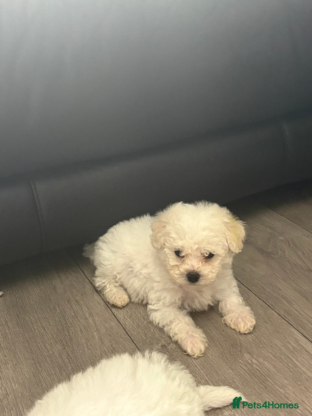 Bichon Frise dogs for sale: Pure Bred Bichon Frise Pups *REDUCED*  2 boys left - Image 9