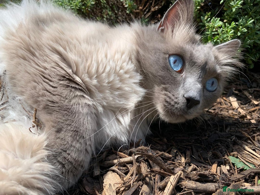 Ragdoll cats for sale: Freddie and Lyla - Image 3