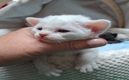 Devon Rex cats for sale: 🌸 Wonderful Devon Rex Kittens Raised with Love 🌸 - Image 13
