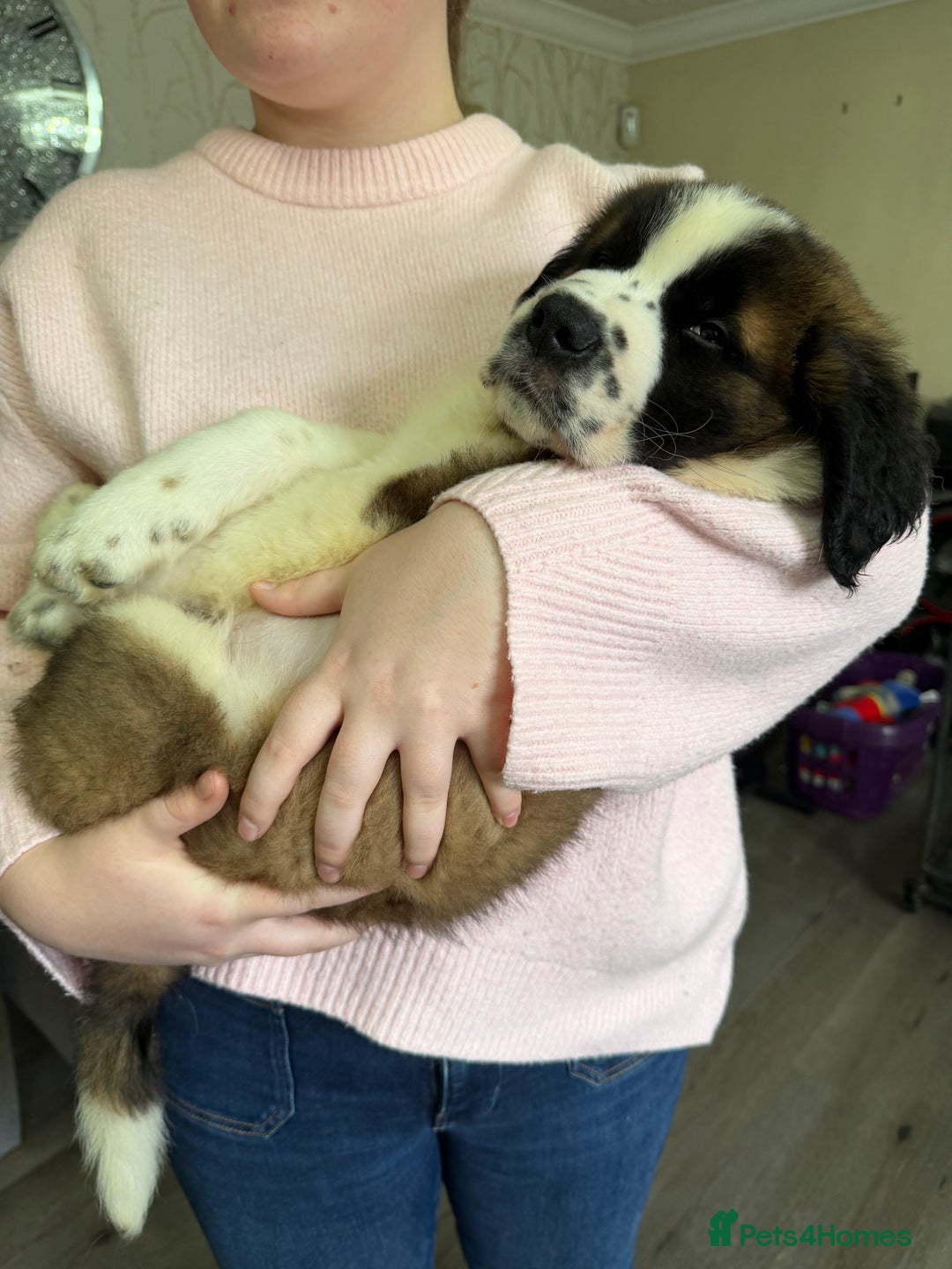 Saint Bernard dogs for sale: Male St Bernard  - Advert 3