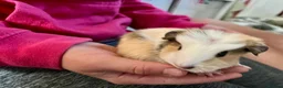 Guinea Pig rodents for sale: Baby guinea pig  - Advert 4
