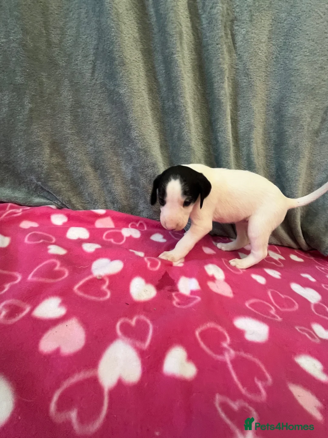 German Shorthaired Pointer dogs for sale: 6 beautiful German short haired pointer puppies  - Advert 8