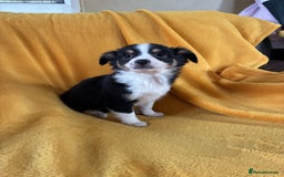 Chihuahua dogs for sale: Beautiful Chihuahua Puppies For Sale - Advert 25