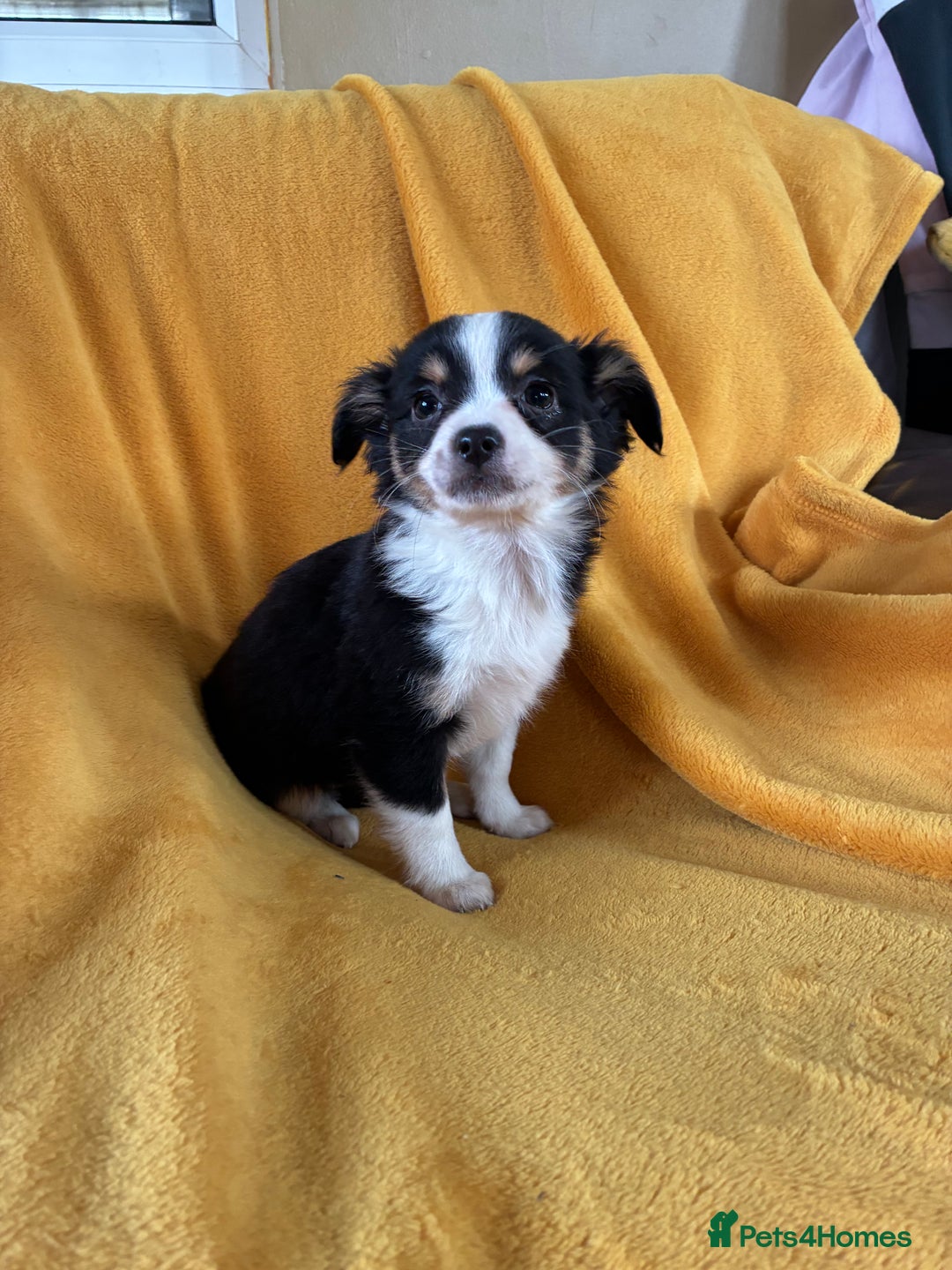 Chihuahua dogs for sale: Beautiful Chihuahua Puppies For Sale - Advert 25