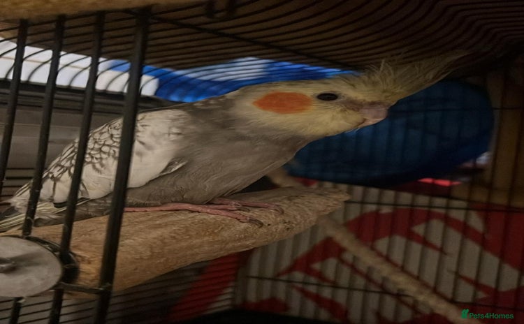 Cockatiels birds 11 Week Old Baby Cockatiel Healthy & Ready fo Home - Advert 14