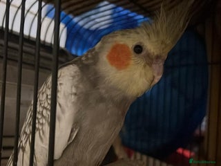 Cockatiels birds for sale: 11 Week Old Baby Cockatiel Healthy & Ready fo Home - Advert 1