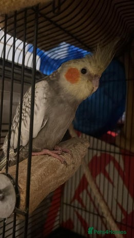 Cockatiels birds 11 Week Old Baby Cockatiel Healthy & Ready fo Home - Advert 1