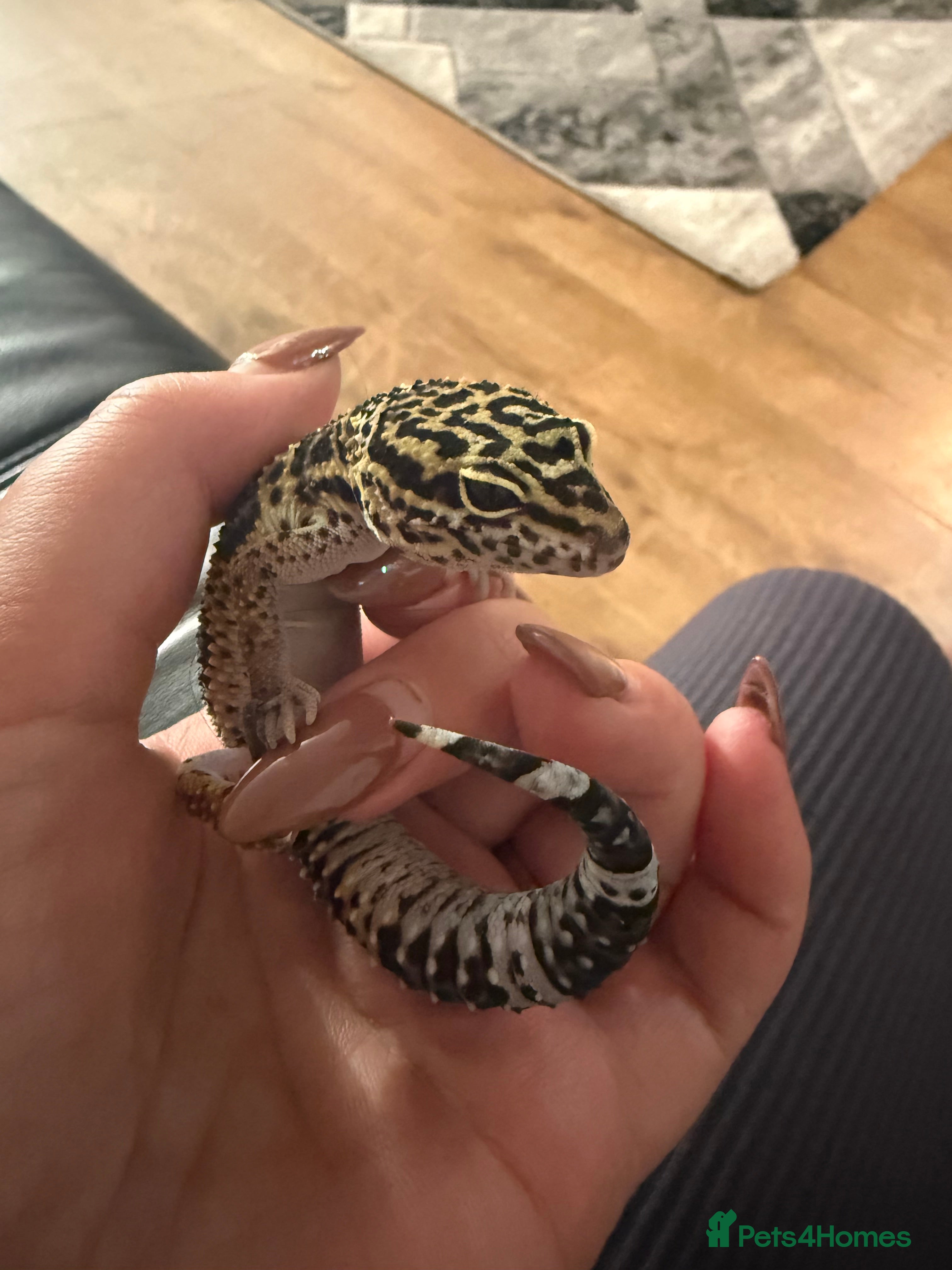 Leopard Gecko reptiles Beautiful female leopard gecko & set up  - Advert 1