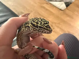 Leopard Gecko reptiles Beautiful female leopard gecko & set up - Advert 1