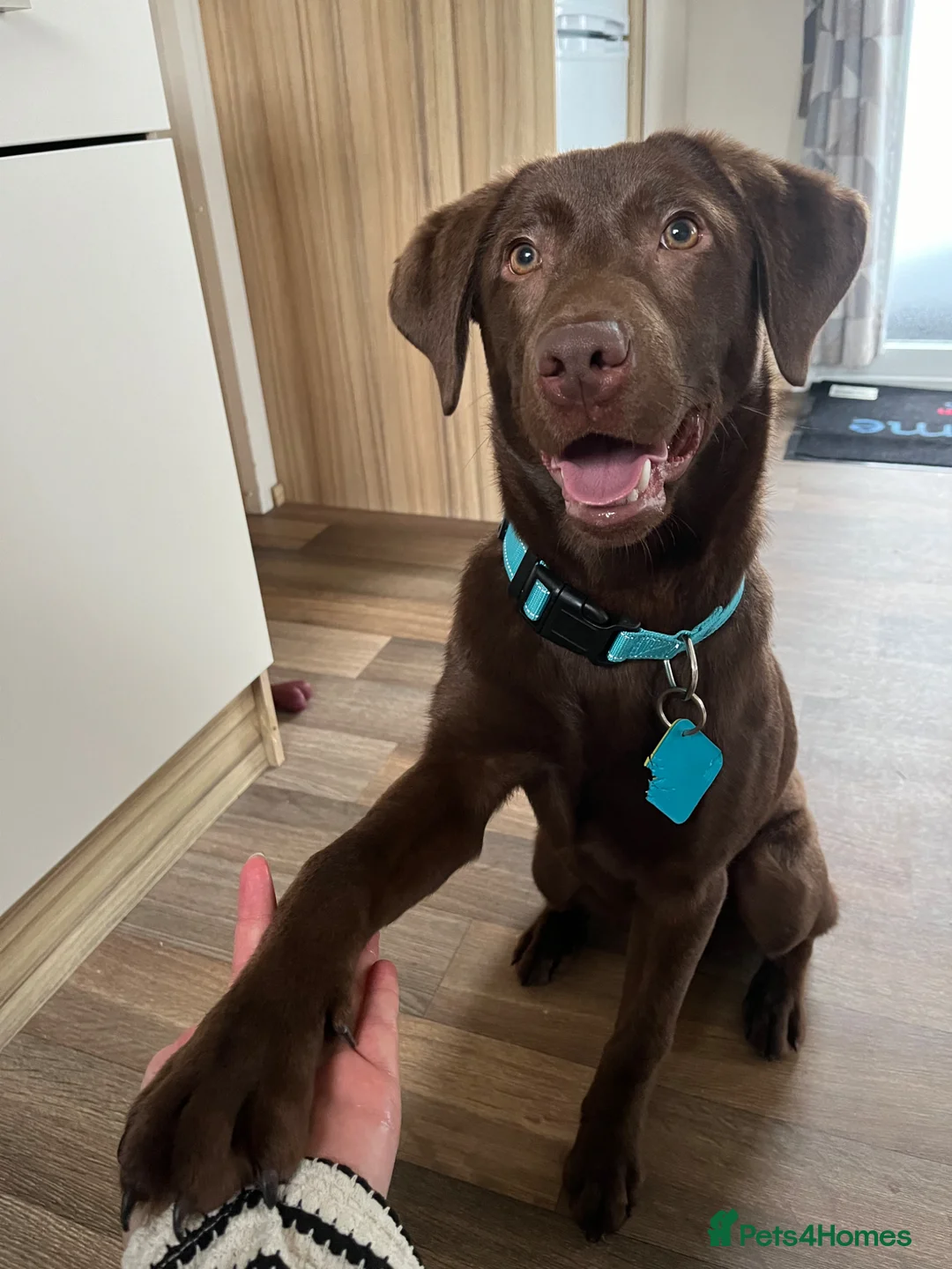 Labrador Retriever dogs for sale: Labrador in Cardiff - Advert 2