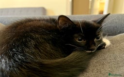 Japanese Bobtail cats for sale: Japanese Bobtail baby girl kitten! - Image 6