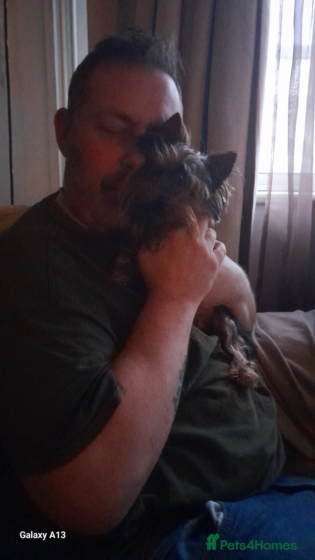 Yorkshire Terrier dogs for sale: Miniture full yorky pups for sale  - Image 3