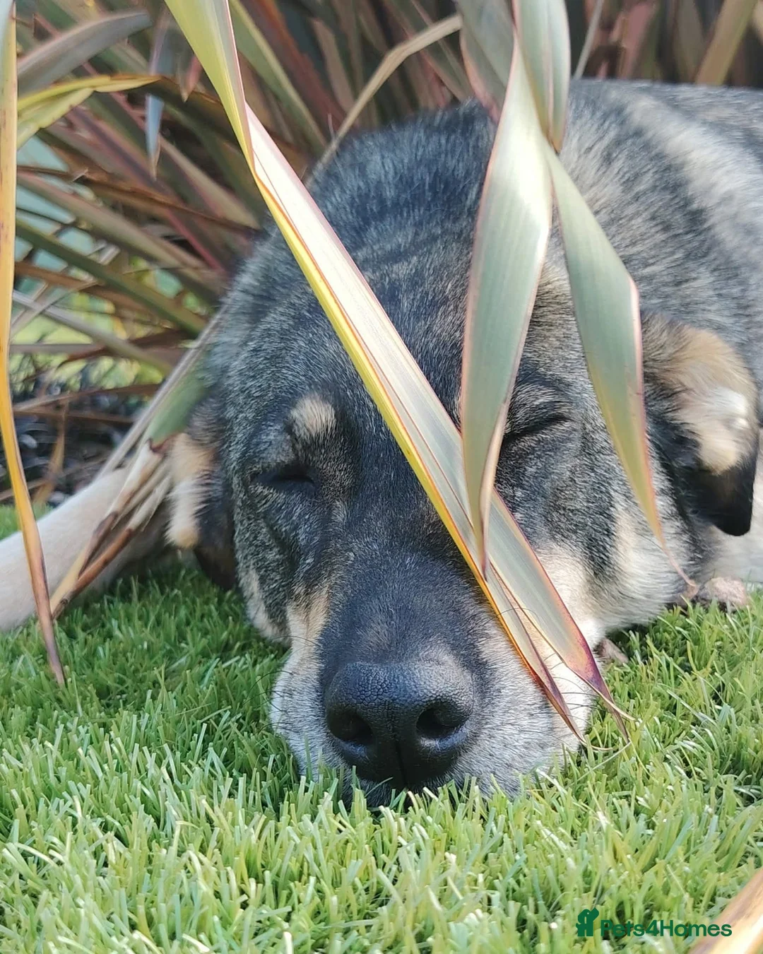 Mixed Breed dogs for adoption: Loveable Gabby in Canterbury - Advert 2