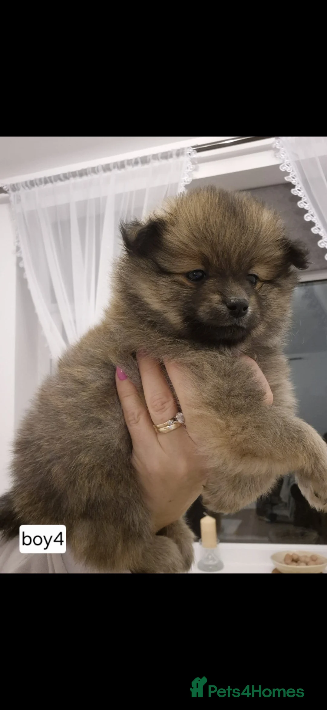 Pomeranian dogs for sale: Puppy pomeranian - Advert 14