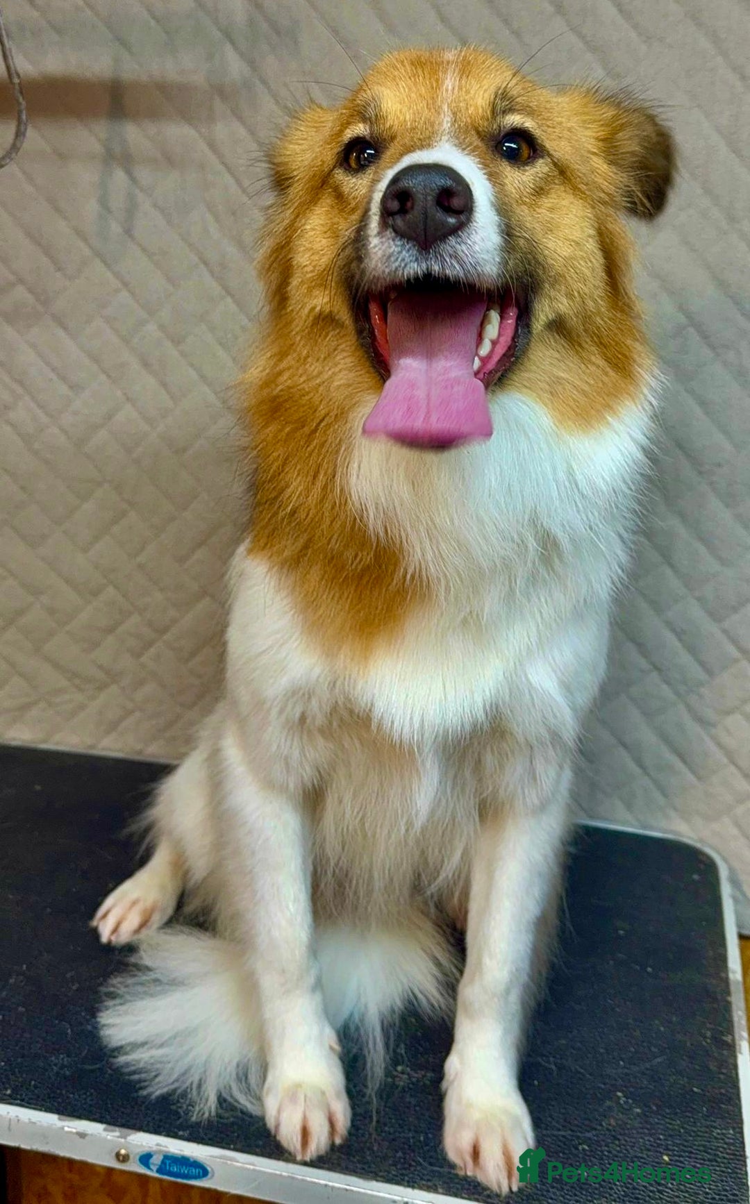 Border Collie dogs for adoption: Penny: The Puppy Left on the Roadside to Die - Image 5