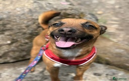 Mixed Breed dogs for sale: Loving jack looking for new home - Image 4