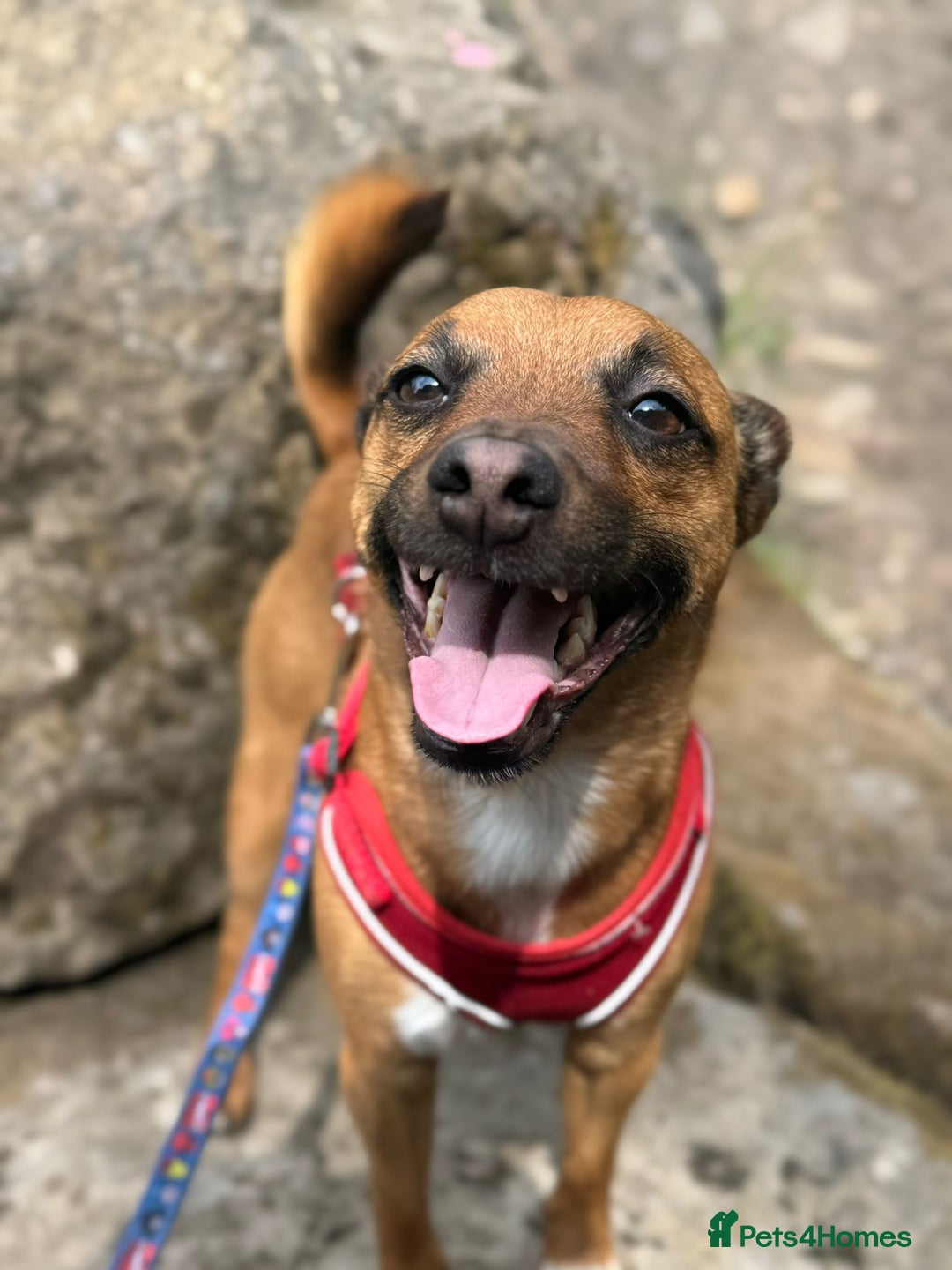 Mixed Breed dogs for sale: Loving jack looking for new home - Image 4