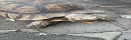 Tortoise reptiles for sale: Sulcata tortoise African  in Basildon - Advert 2