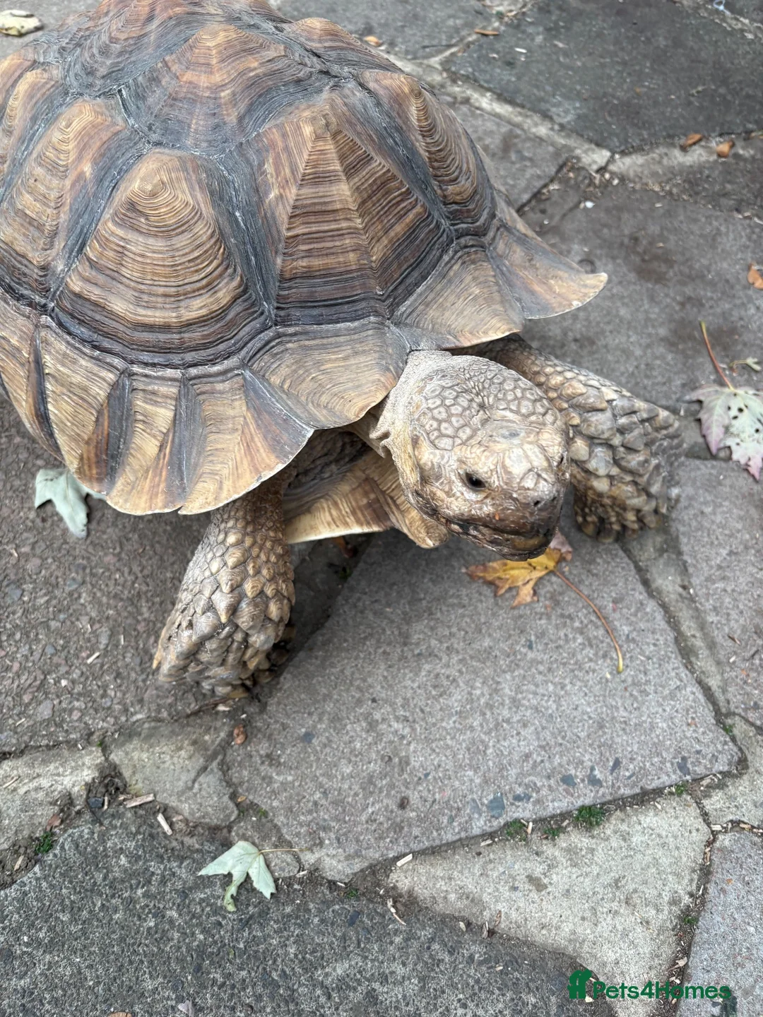 Tortoise reptiles for sale: Sulcata tortoise African  in Basildon - Advert 2