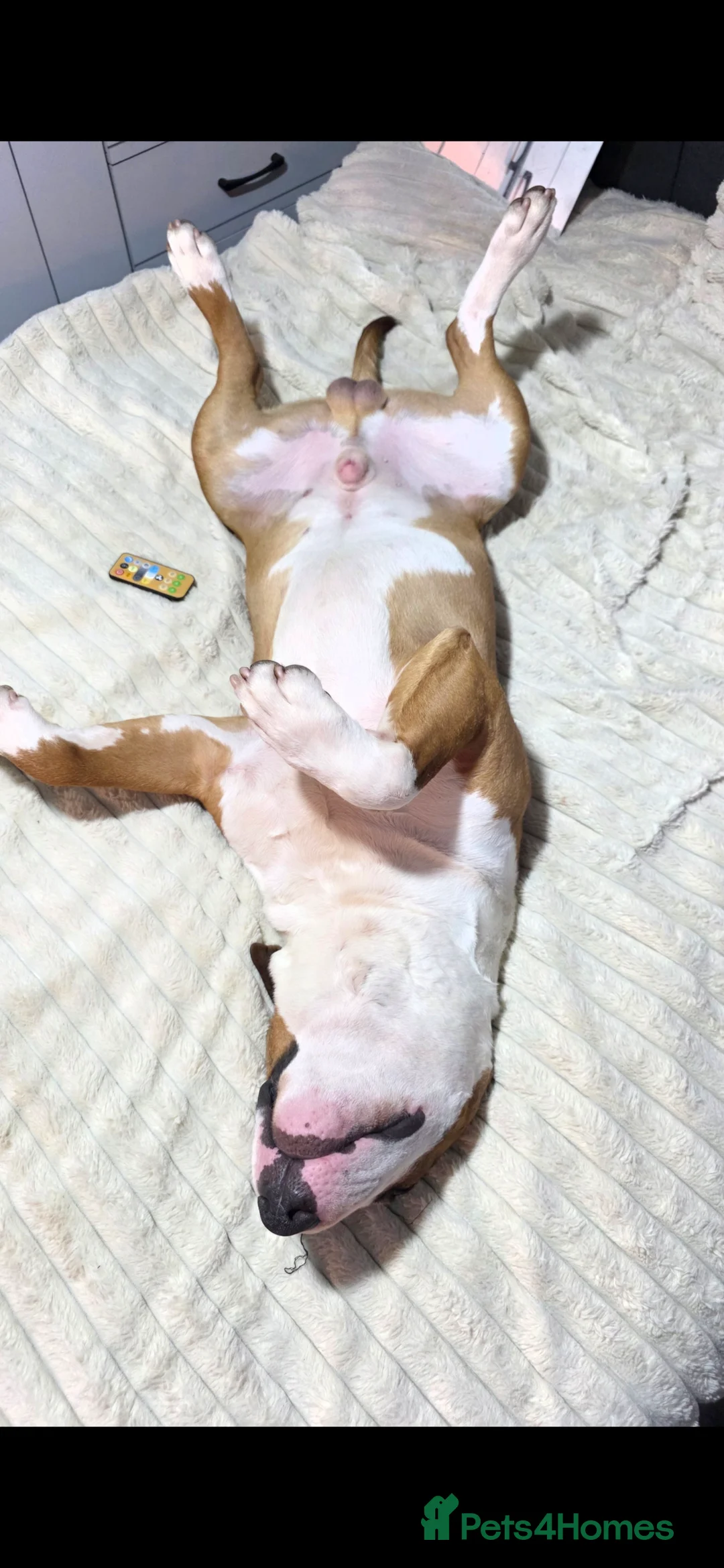 English Bull Terrier dogs for sale: 1x english bull terrier pup kc registered  - Advert 2