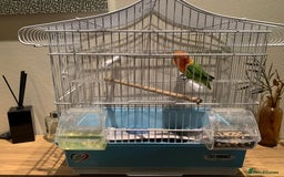 Lovebirds birds for sale: Breeding pair of love birds for sale - Image 6