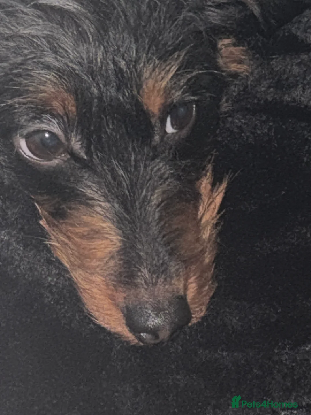 Doxiepoo dogs for sale: Dachshund poodle cross 10 month old girl  - Advert 4