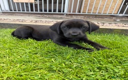 Labrador Retriever dogs for sale: Working Labrador pups for sale  - Image 2