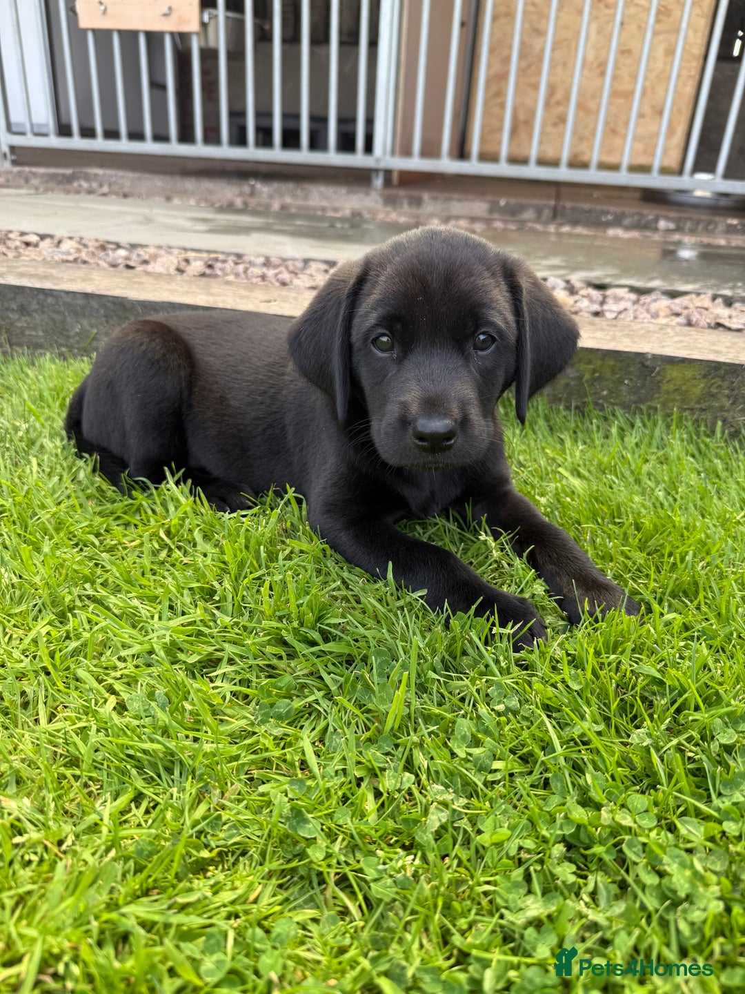 Labrador Retriever dogs for sale: Working Labrador pups for sale  - Image 2