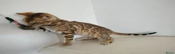 Bengal cats for sale: Bengal kitten - Advert 2