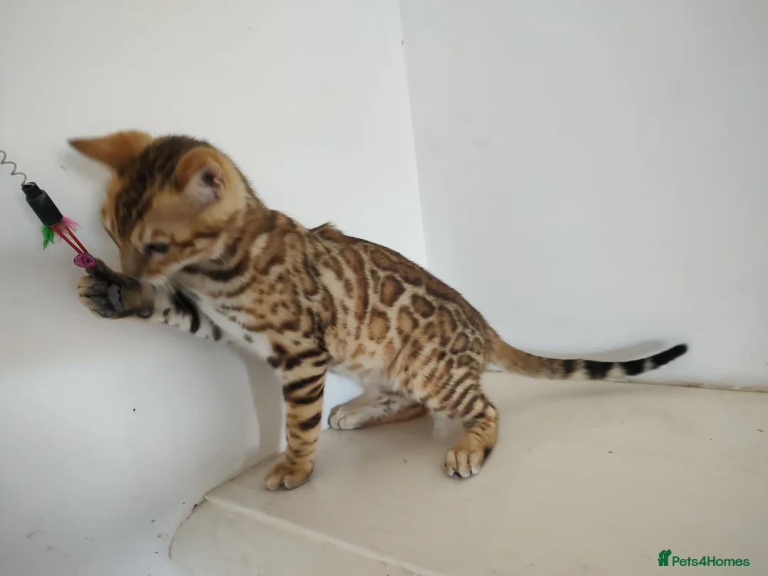 Bengal cats for sale: Bengal kitten - Advert 2