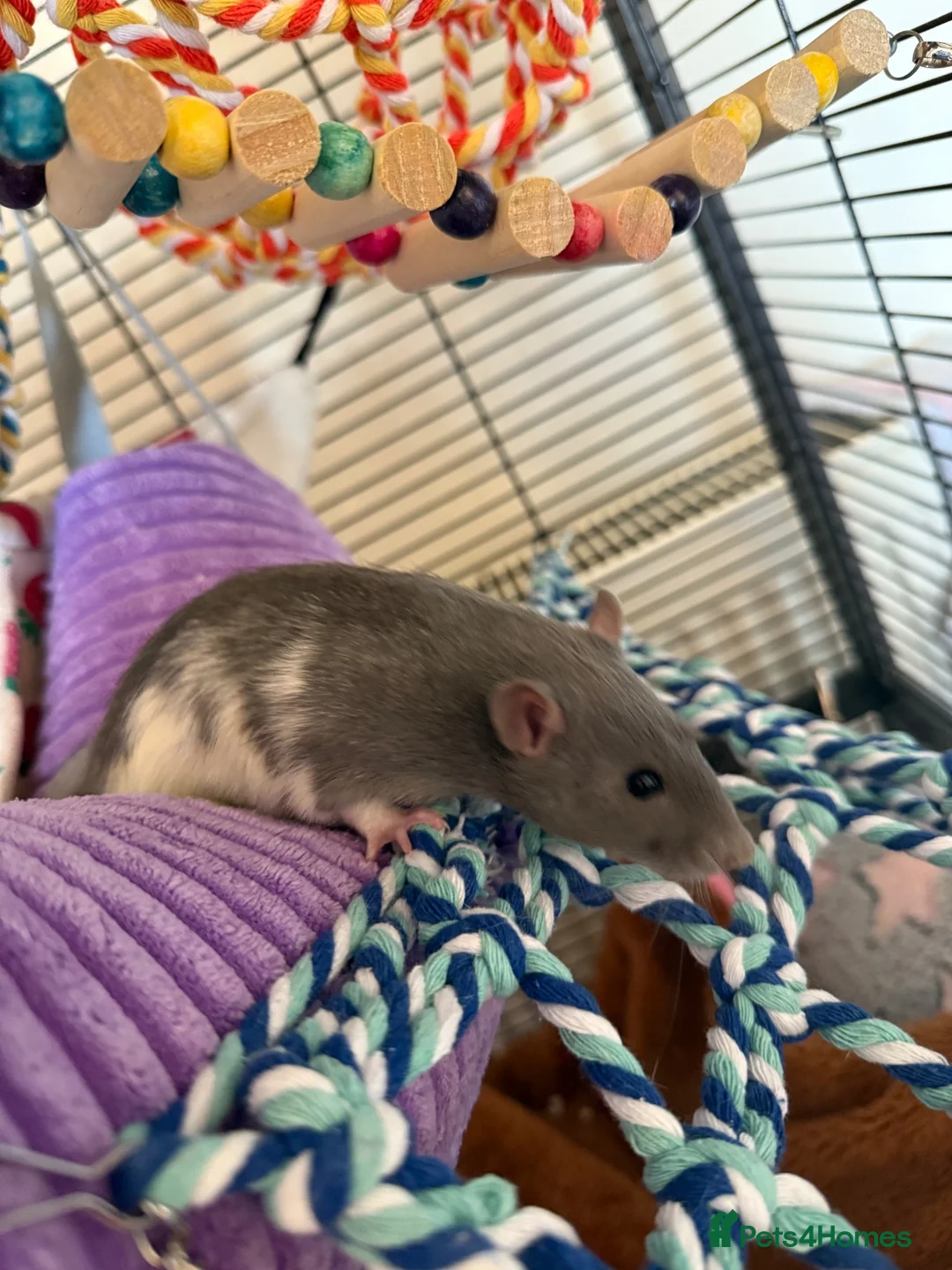 Rat rodents for sale: 2 male rats, huge cage and contents  - Advert 2