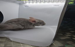 Chinchilla rodents for sale: Gorgeous Hetero beige and standard  kits  - Image 2