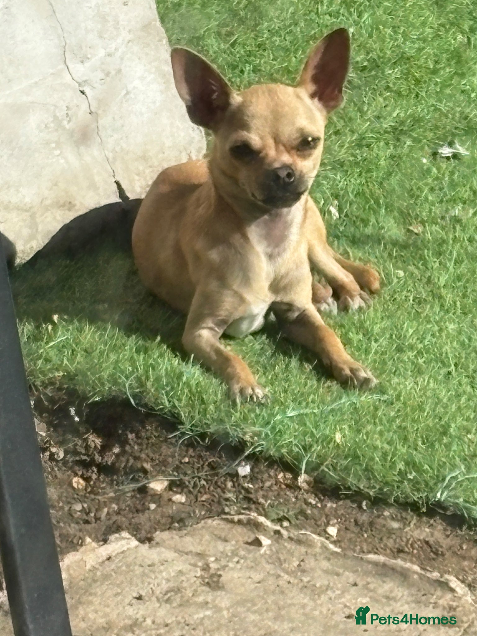 Chihuahua dogs 7 month old chihuahua  - Advert 10