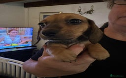 Miniature Dachshund dogs for sale: Miniature smooth haired dachshund puppies - Image 22