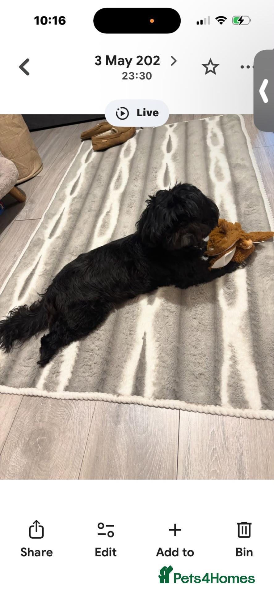 Mixed Breed dogs Cocker Spaniel x Shih Tzu Puppys - Advert 2