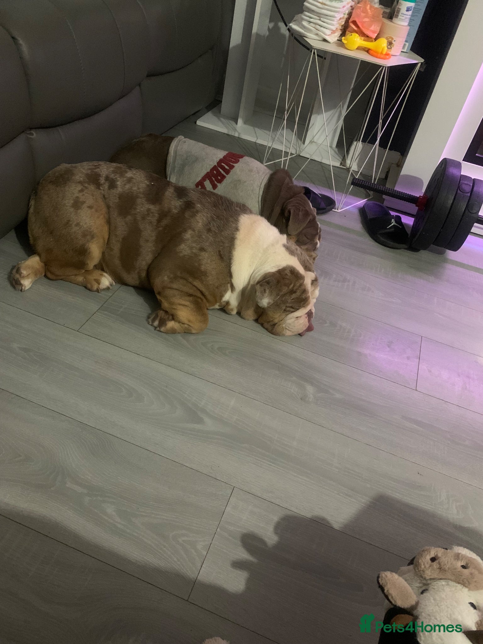 English Bulldog dogs for sale: Reduced Adult Female English bulldog  - Advert 4