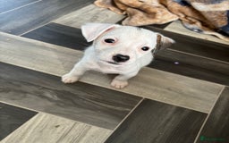 Jack Russell dogs for sale: Jack Russell boy  - Image 4