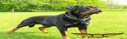 Rottweiler dogs for stud: SUPERB TOP QUALITY KCROTTWEILER FOR STUD **(ACE)** - Advert 11