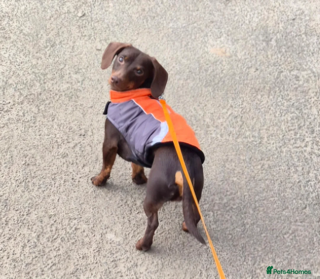 Miniature Dachshund dogs for stud: MINI DASCHUND FOR STUD - Advert 2