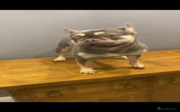 French Bulldog dogs for sale: Adult French bulldogs boy and girl available  - Image 2