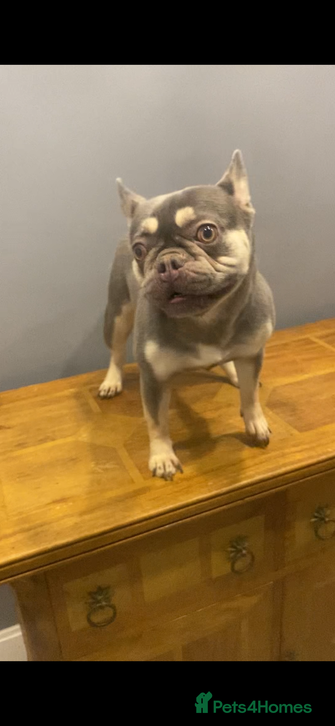 French Bulldog dogs for sale: Adult French bulldogs boy and girl available  - Image 2